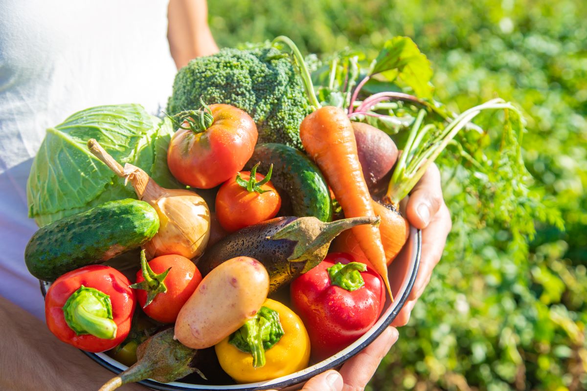 Bio-Zutaten als stille Kraft hinter der Gastronomie in Mannheim