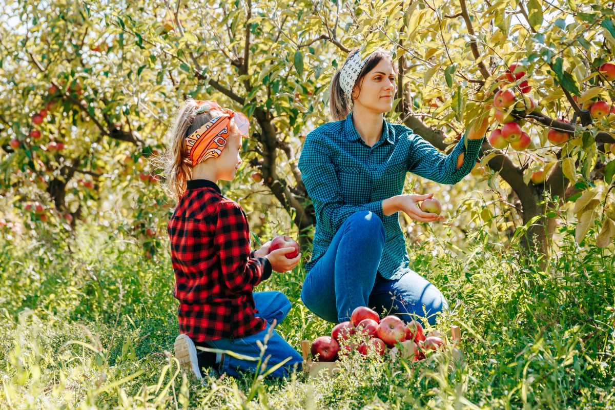 Apfel pflücken in Mannheim — wann ist es erlaubt, wann nicht