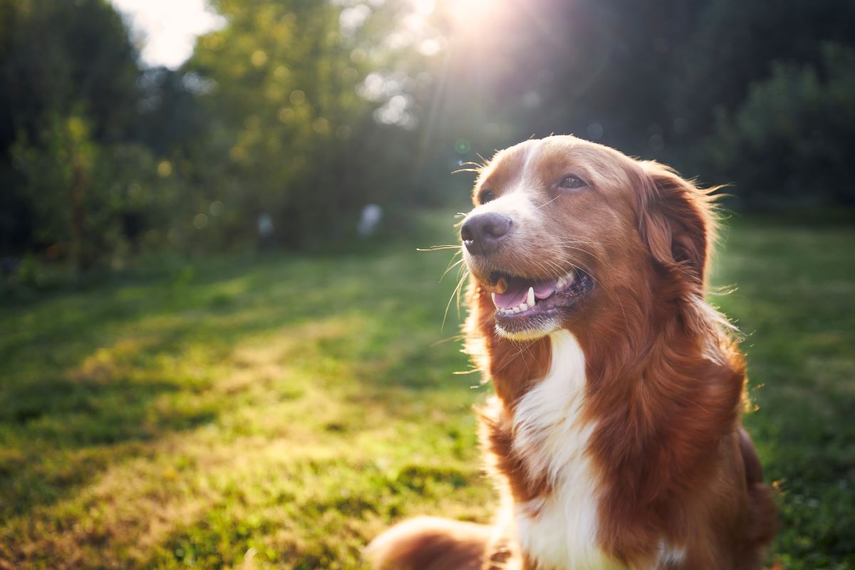 Hund vermisst Mannheim – Erste Schritte & Tipps