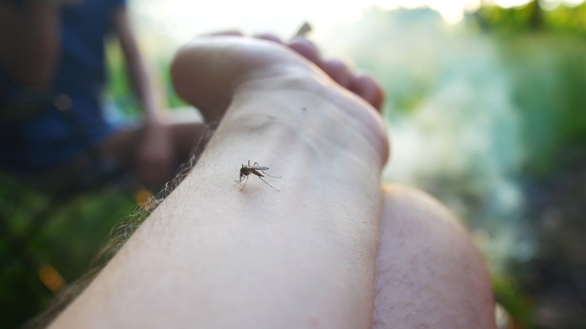 Insektenstiche in Mannheim: Erste Hilfe und richtige Vorsich