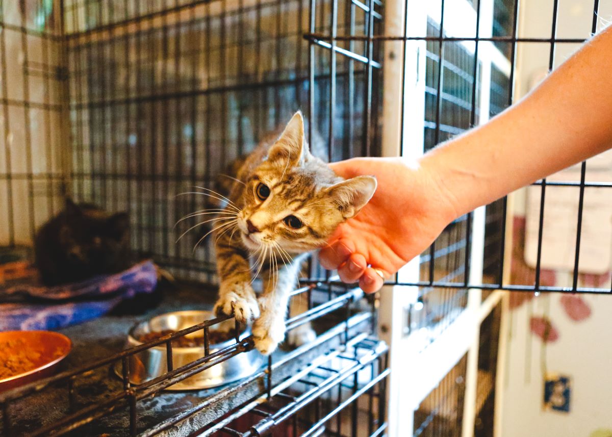 Katze mikrochippen Mannheim | Kosten & Wichtigkeit
