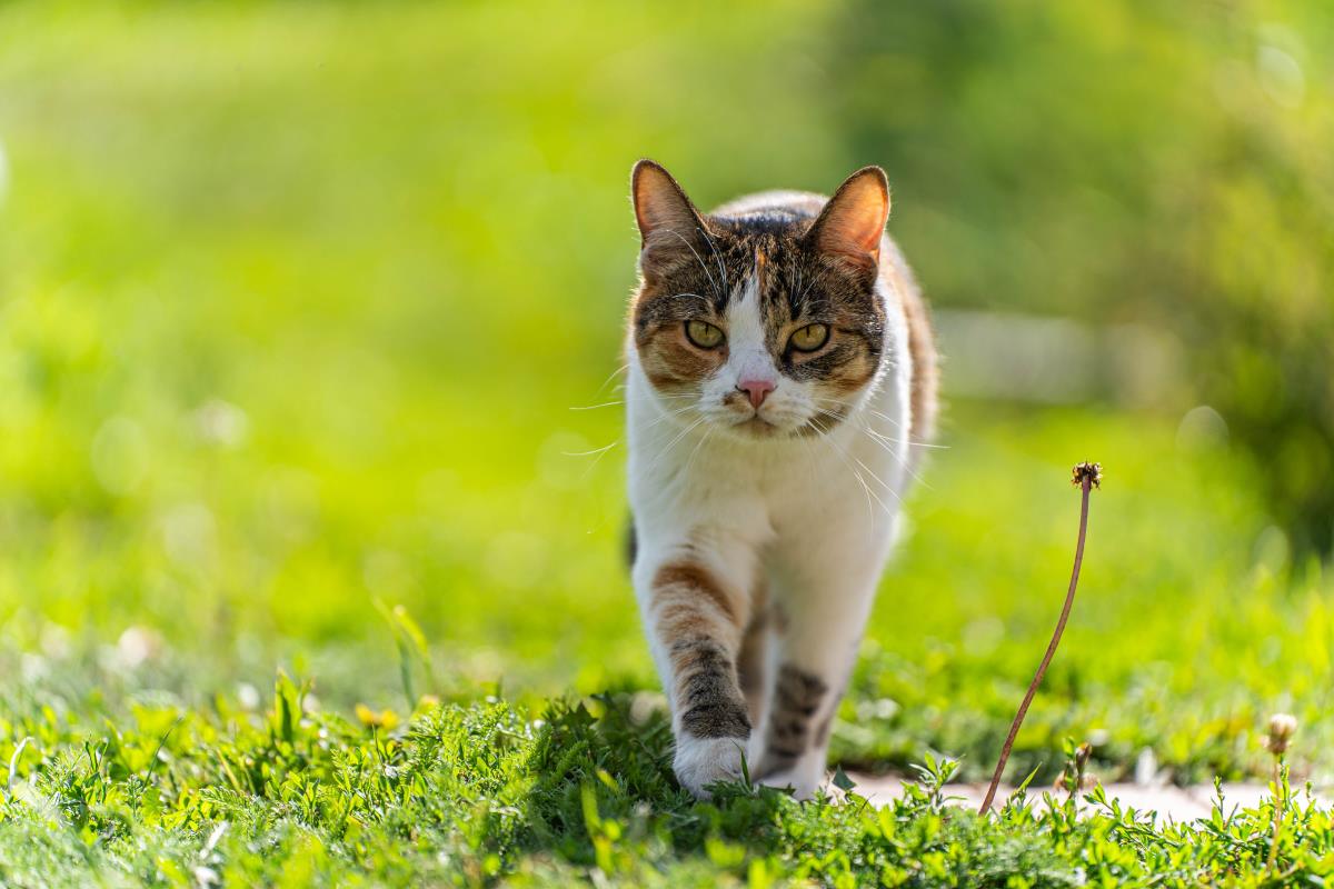 Katze freilaufend in Mannheim – Rechte und Pflichten des Hal