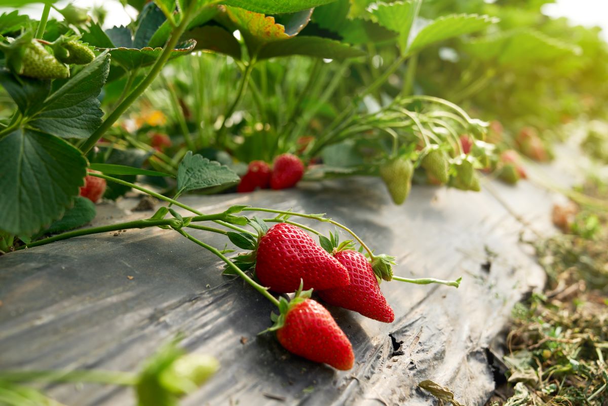 Selbsterntefelder in Mannheim und Umgebung — Frisches Obst u
