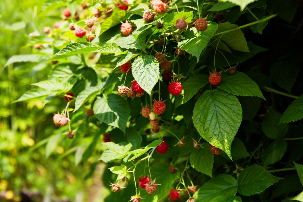 Streuobstwiese mit Hecke einfrieden in Mannheim — was ist re