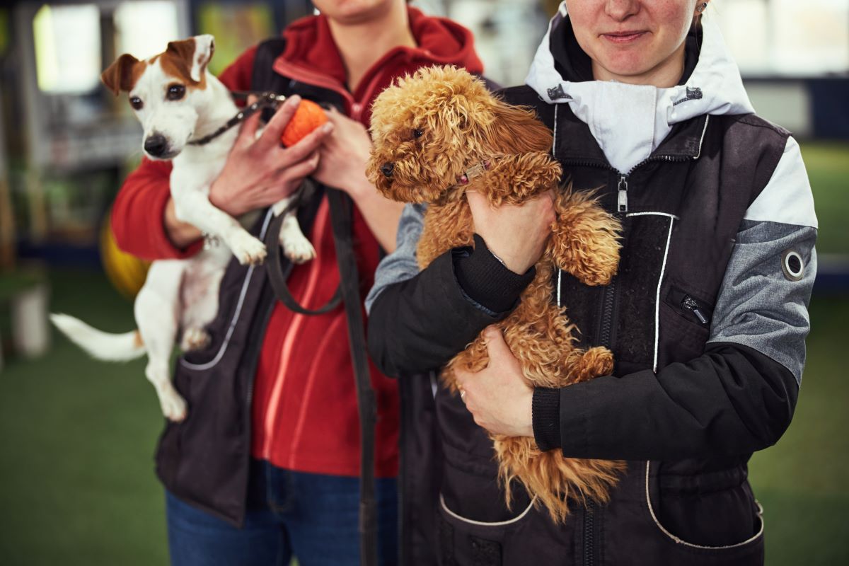 Tier adoptieren in Mannheim – Warum Tierheime die beste Wahl sind